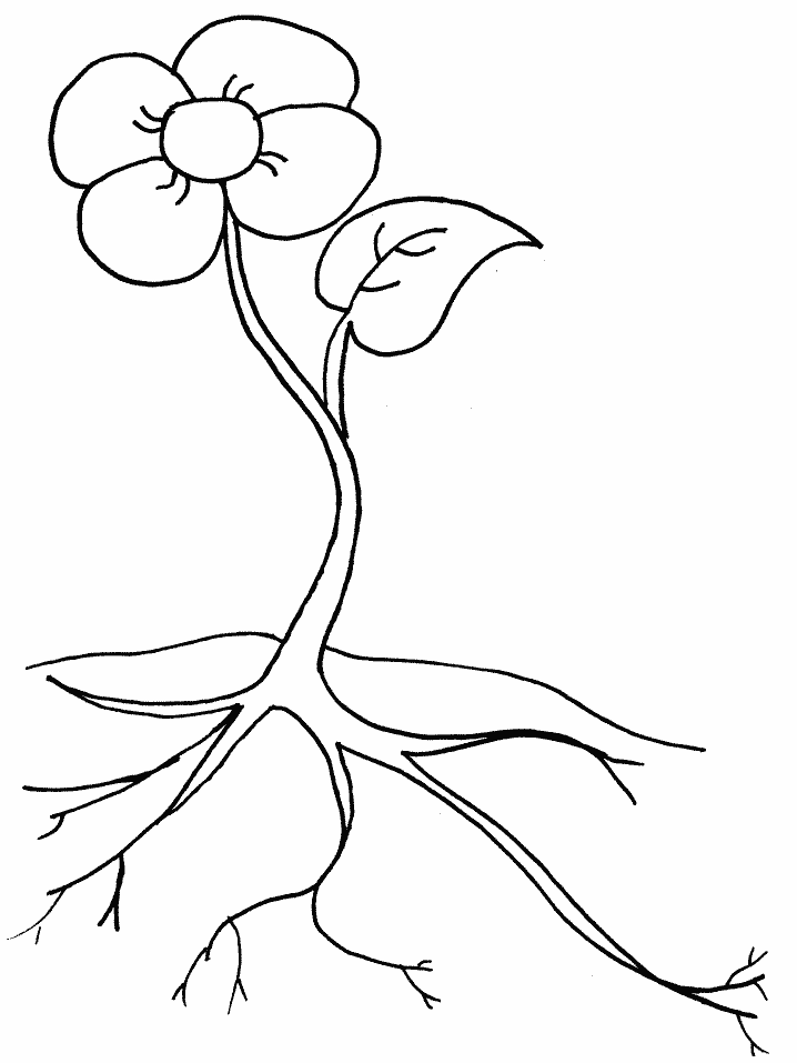 Parts of a plant activity sheet flower coloring sheets flower coloring pages coloring pages