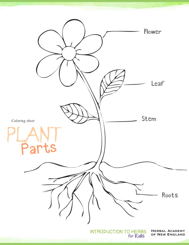 Introduction to herbs for kids meet my friend herb part