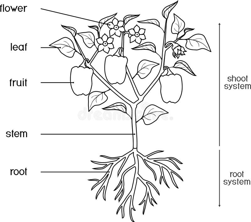 Coloring page parts of plant stock vector