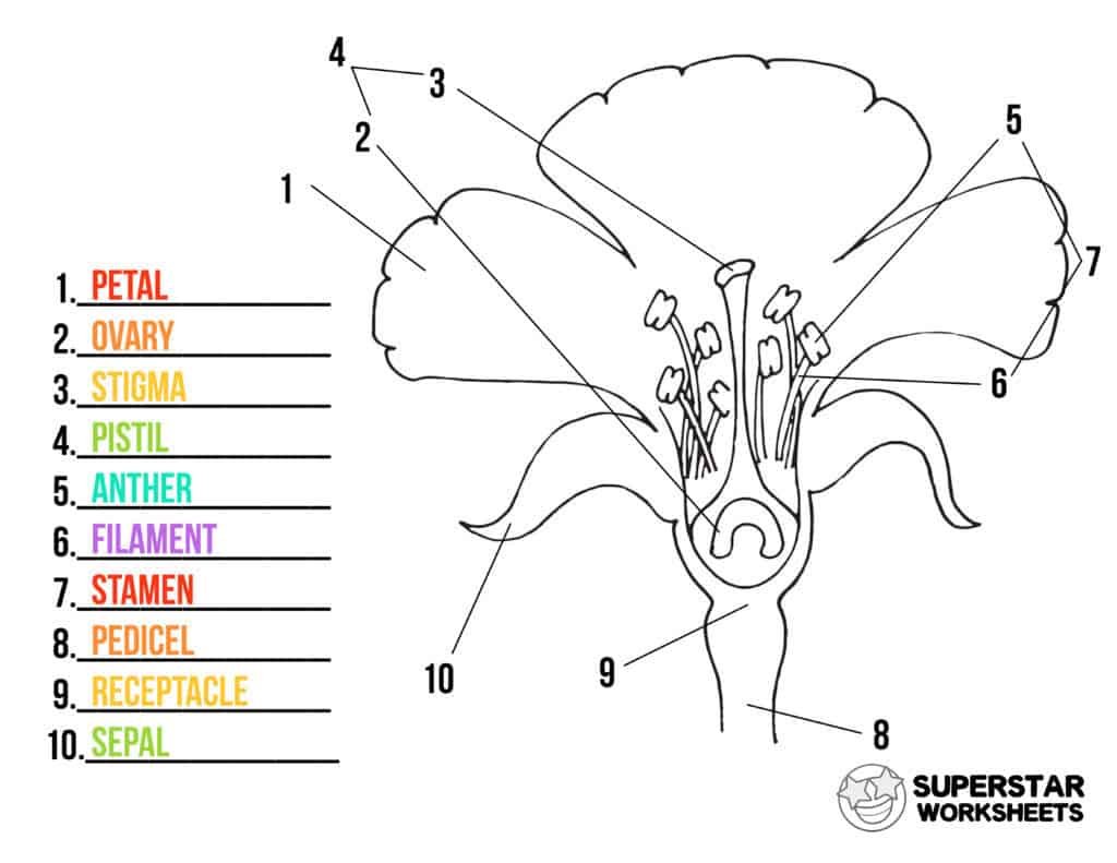 Parts of a flower worksheets