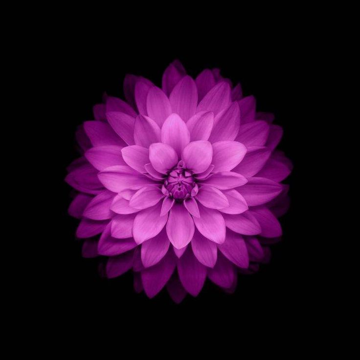 Flowers ios purple flowers hd wallpaper desktop background purple flowers wallpaper flower wallpaper flower iphone wallpaper