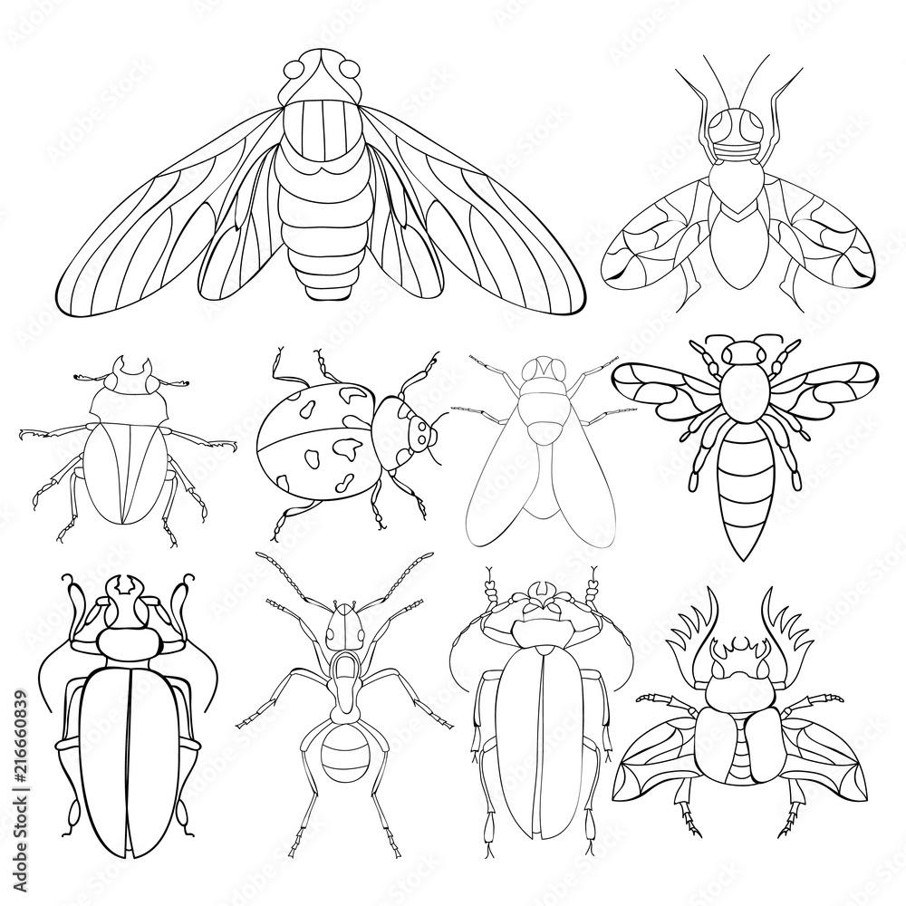 Flies dragonflies beetles book coloring pages vector