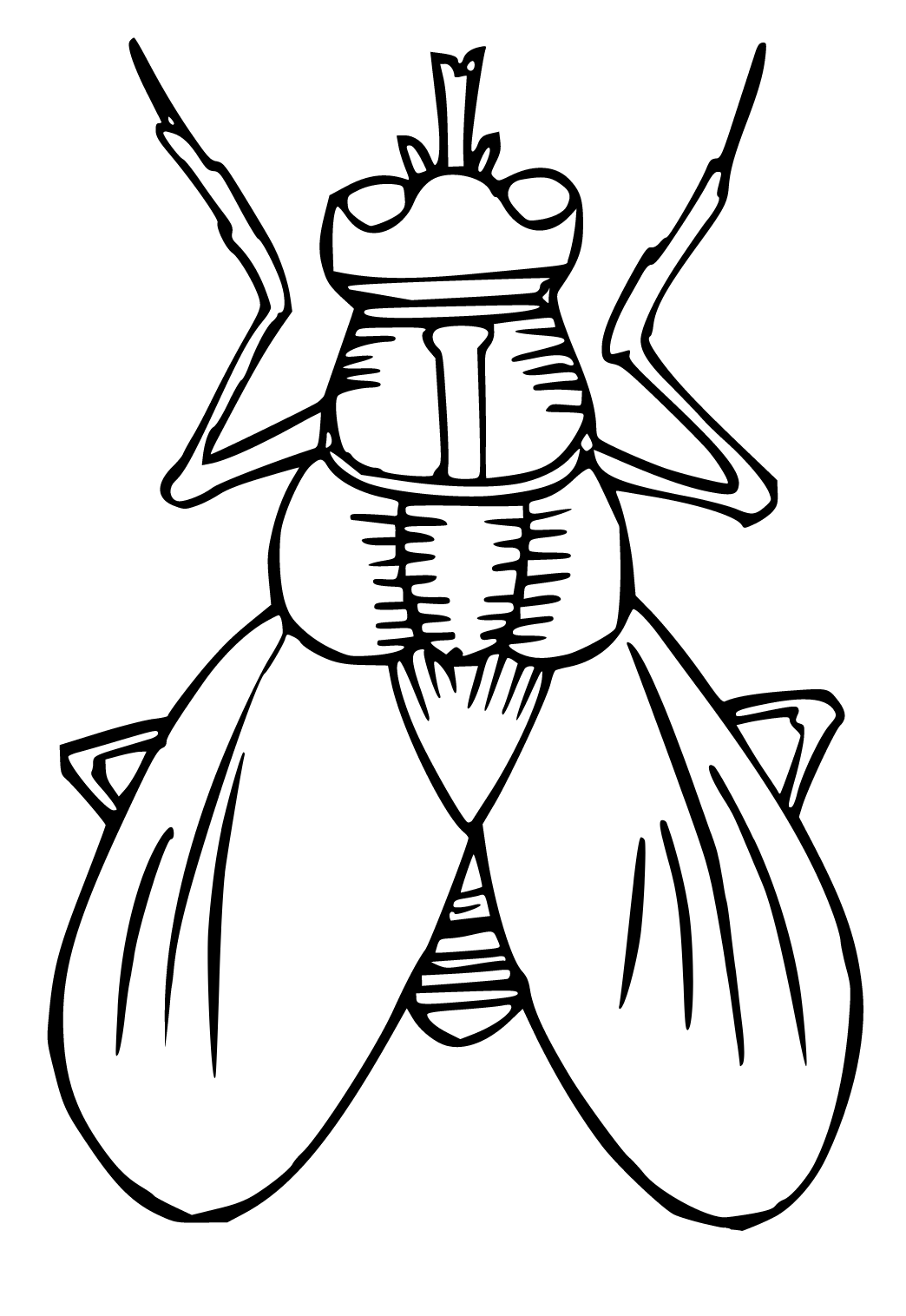 Free printable bug fly coloring page for adults and kids