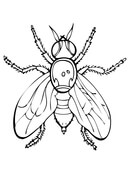 Fly coloring pages free coloring pages