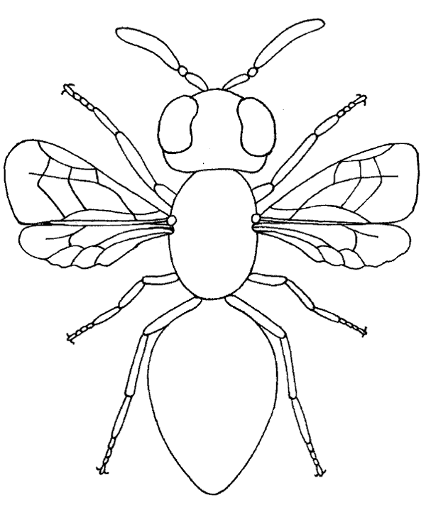 Housefly sketch coloring page to print