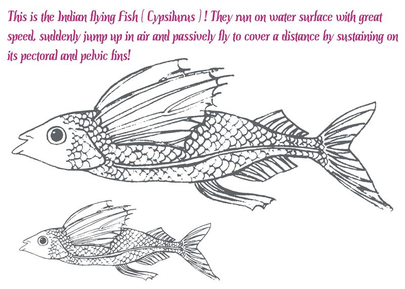 Flying fish coloring pages for kids