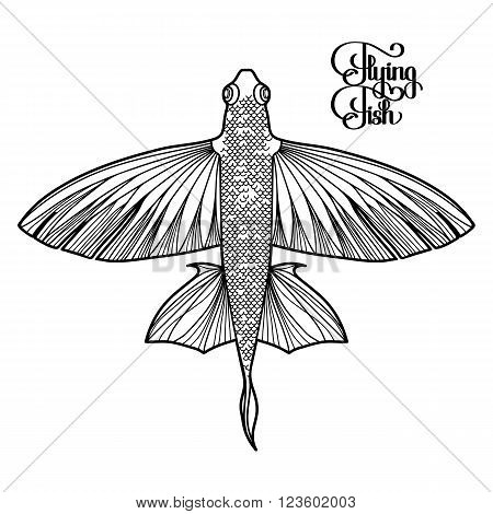 Graphic flying fish vector photo free trial bigstock