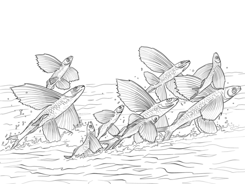 Flying fishes shoal coloring page free printable coloring pages