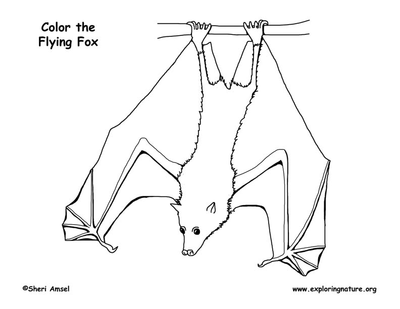 Flying fox coloring page