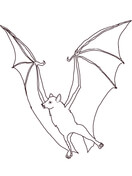 Flying fox coloring pages free coloring pages