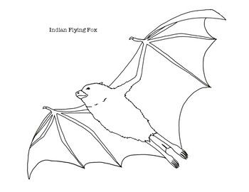 Indian flying fox coloring page fox coloring page coloring pages animal drawings