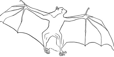 Colouring page flying fox