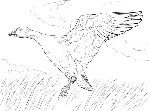 Landing snow goose coloring page free printable coloring pages snow goose bird coloring pages animal coloring pages