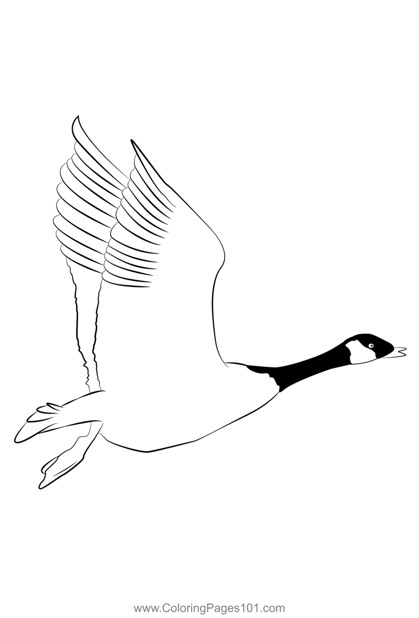 Canada goose coloring page coloring pages color canada goose