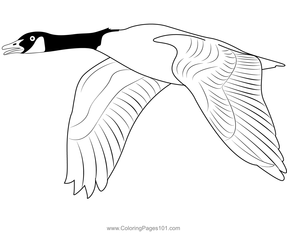 Canada goose fly coloring page coloring pages canada goose goose