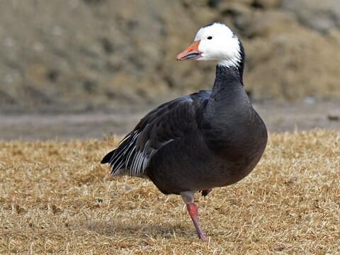 Snow goose identification all about birds cornell lab of ornithology