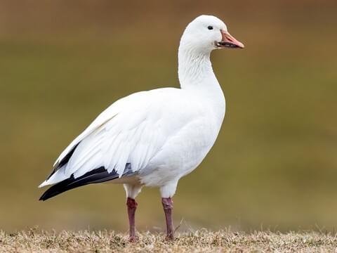 Snow goose identification all about birds cornell lab of ornithology