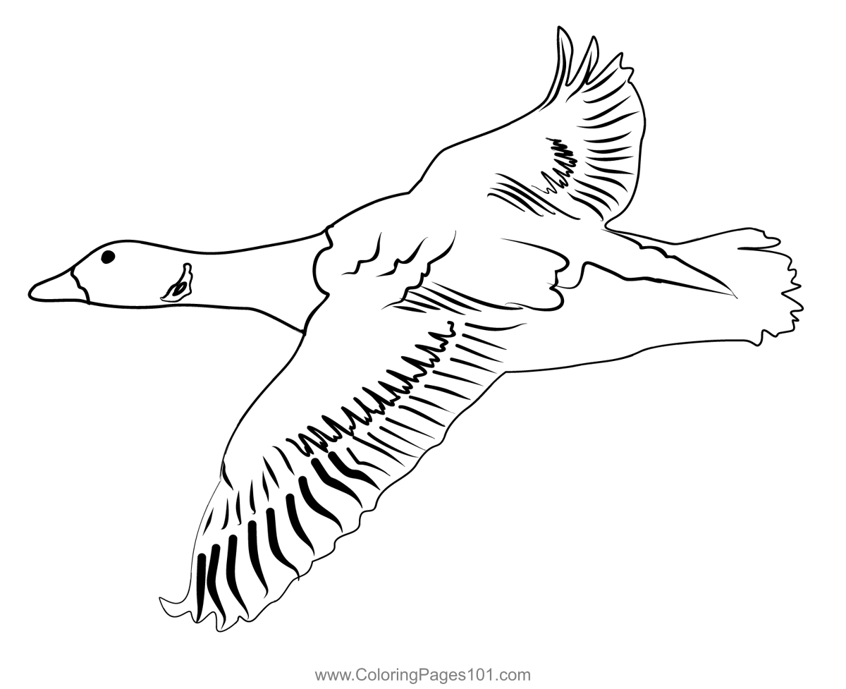 Brent goose coloring page in coloring pages color printable coloring pages