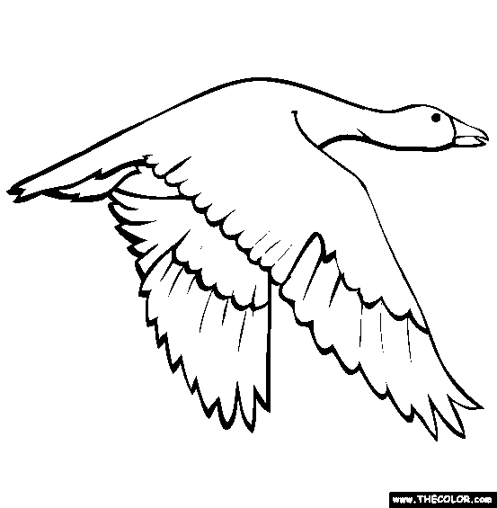 Bird online coloring pages