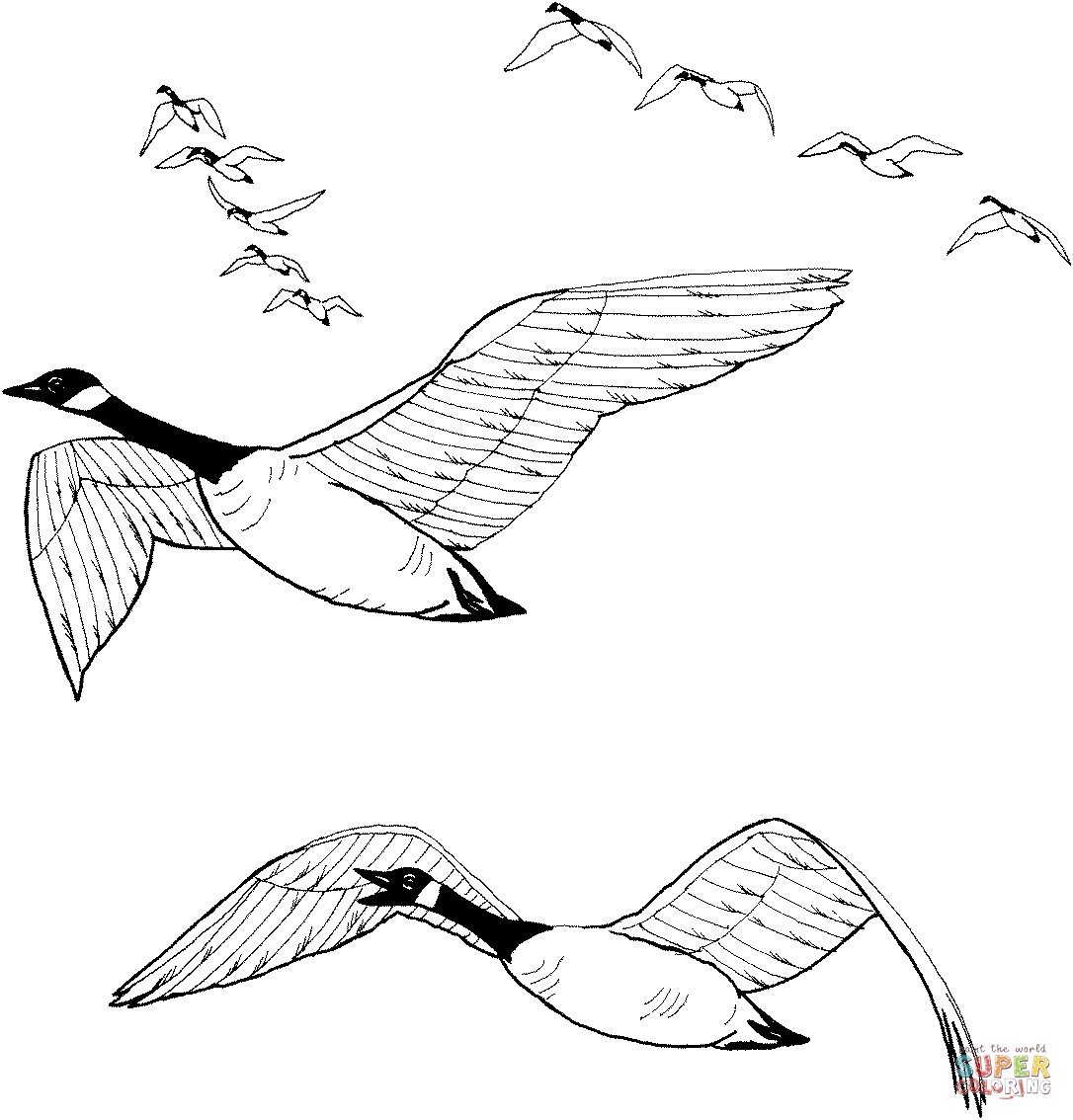 Flock of canada geese coloring page free printable coloring pages