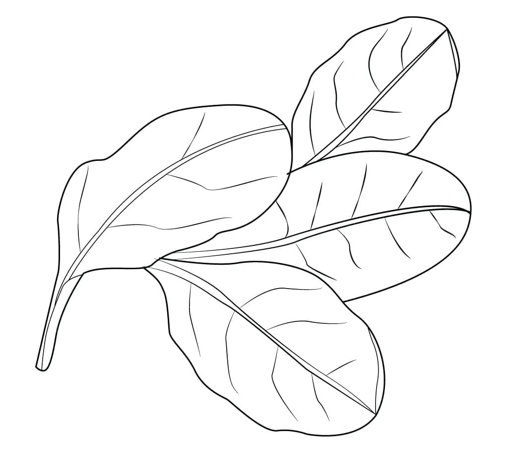 Printable spinach coloring page