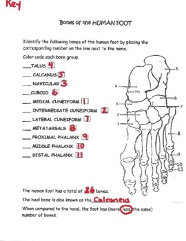 Bones of the human foot identify and color by the lab assistants