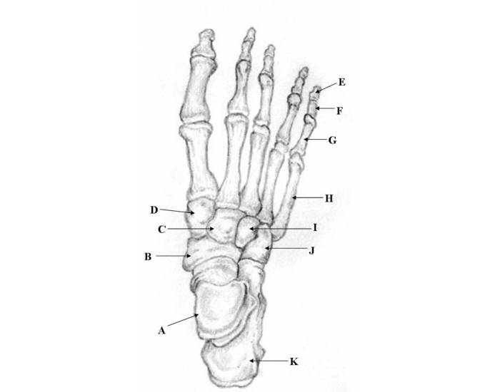 Bones of the foot and ankle â printable worksheet