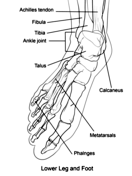 Foot bones anatomy worksheet coloring page free printable coloring pages