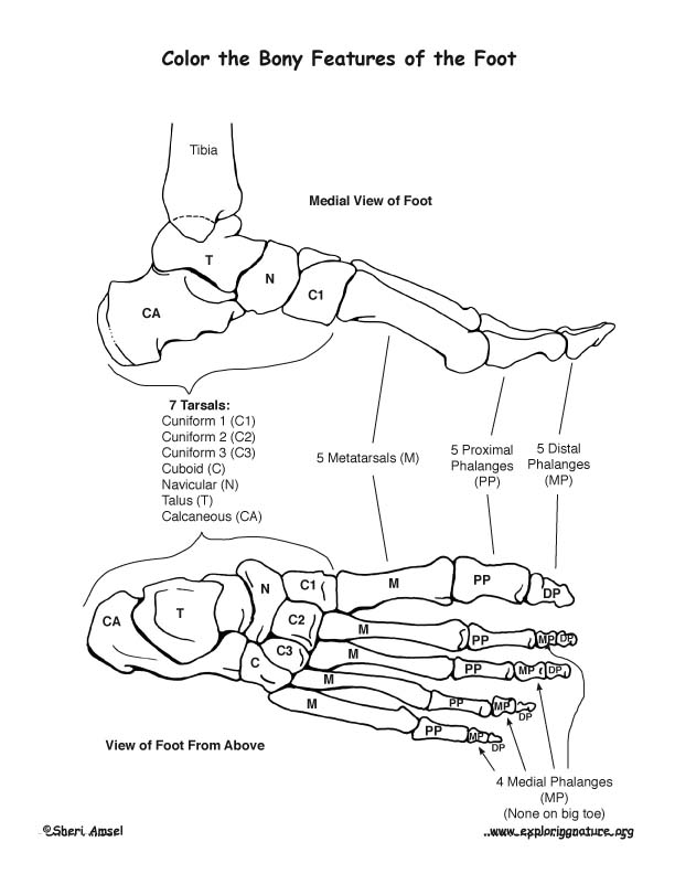 Bones of the foot coloring