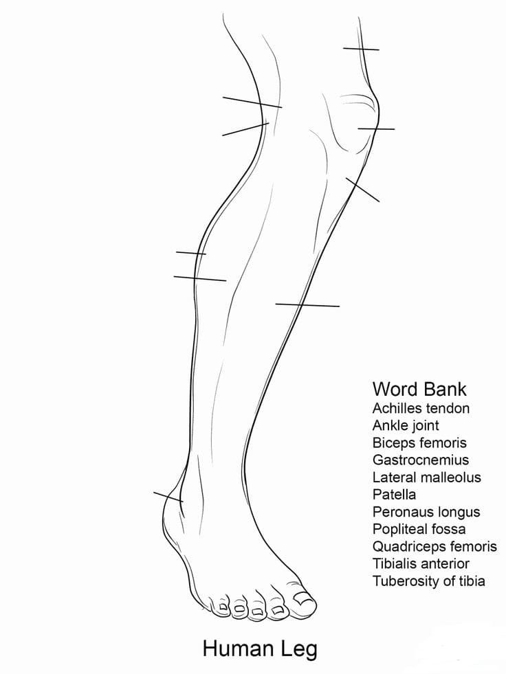 Anatomy coloring pages printable for free download