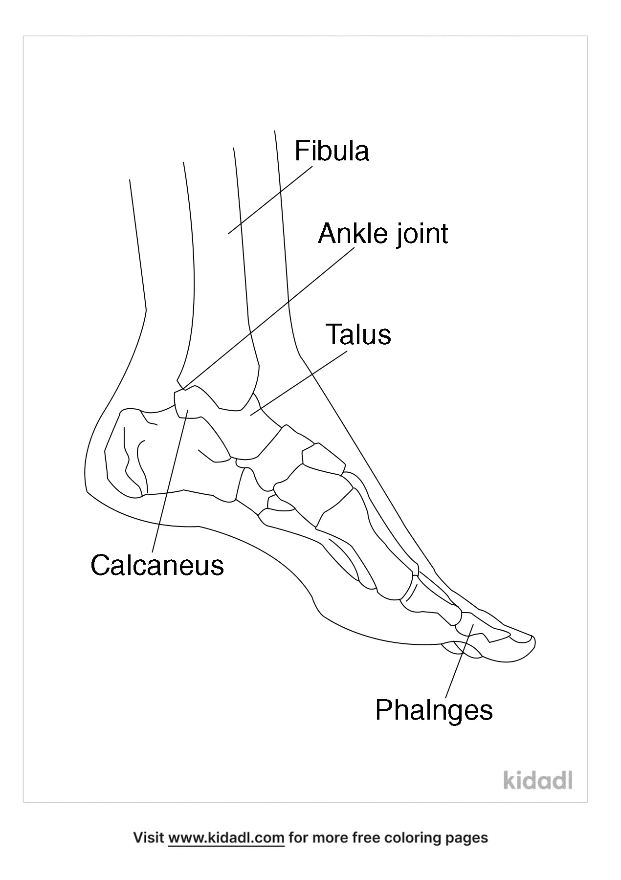 Free foot anatomy coloring page coloring page printables