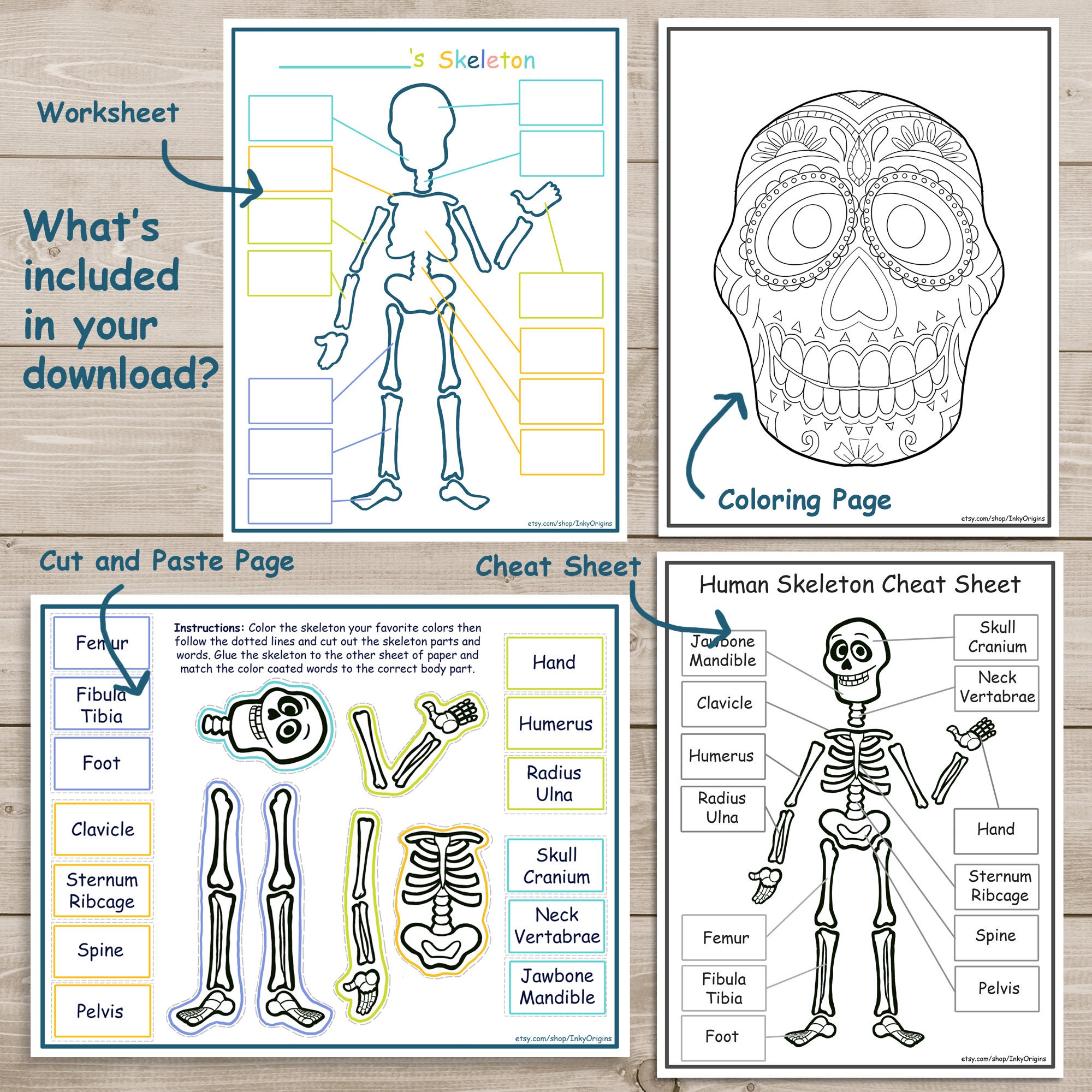 Printable skeleton activity pack coloring page kids learning science homeschool learning instant download