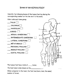 Bones of the human foot identify and color by the lab assistants