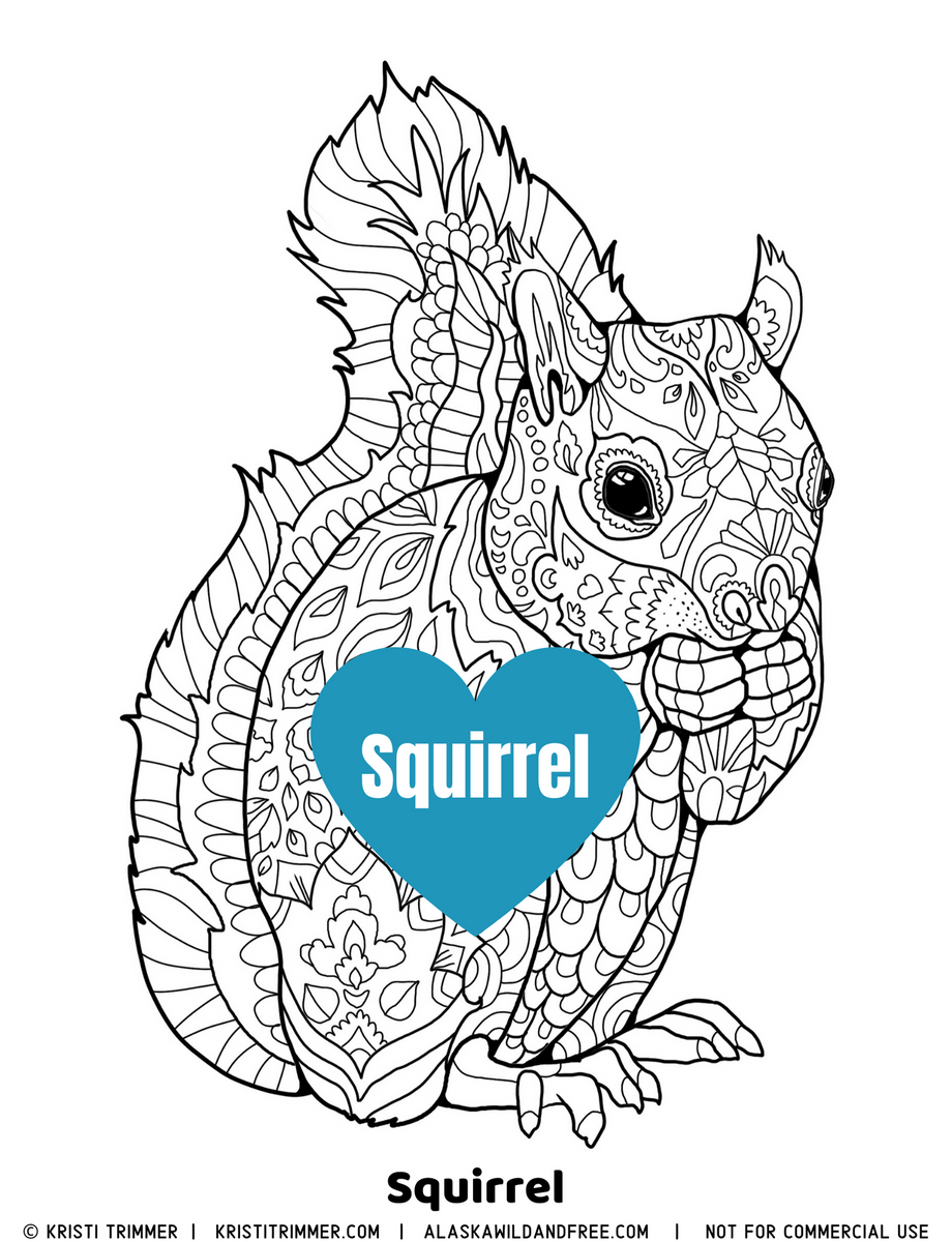 Color squirrel coloring page â alaska wild free