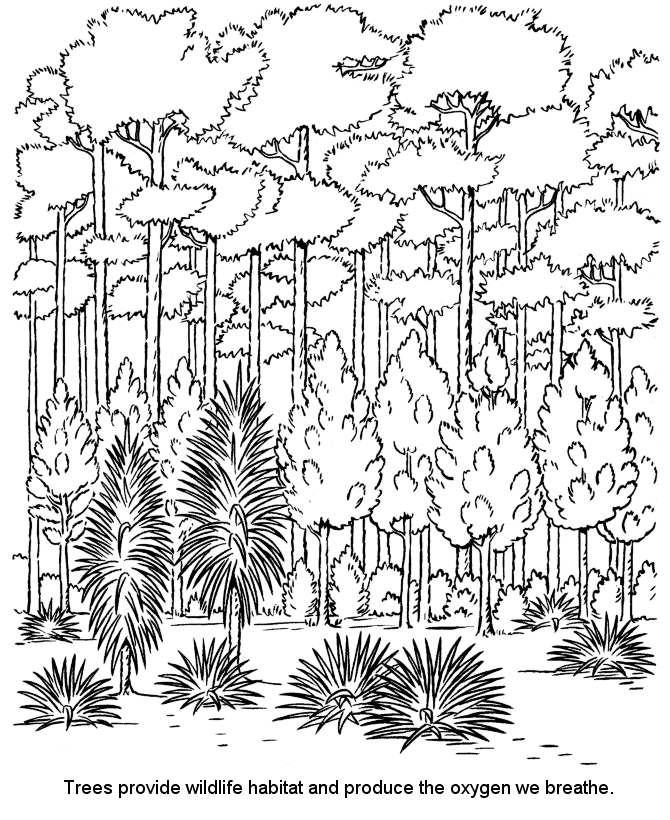 Forest coloring pages