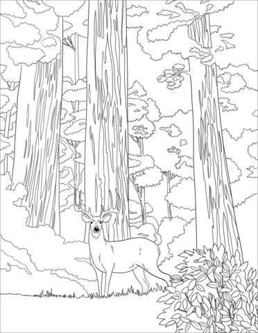 Mule deer in sequoia forest coloring page free printable coloring pages