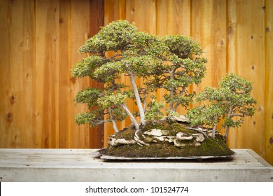 Bonsai forest tiny royalty