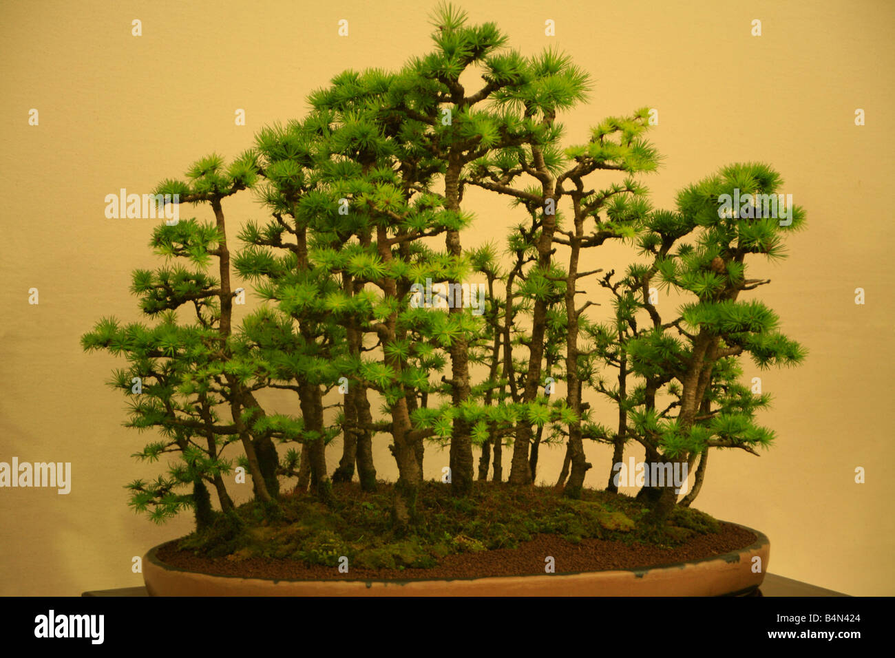 Bonsai forest trees bonsai garden hi