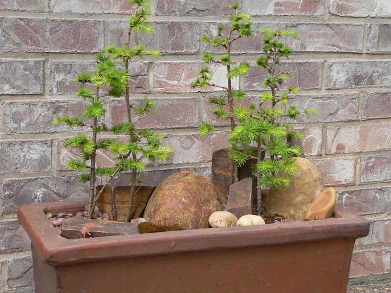 How to make a modified bonsai forest