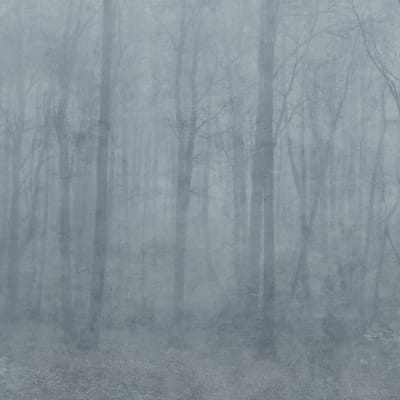 Download Free 100 + forest wallpaper grey