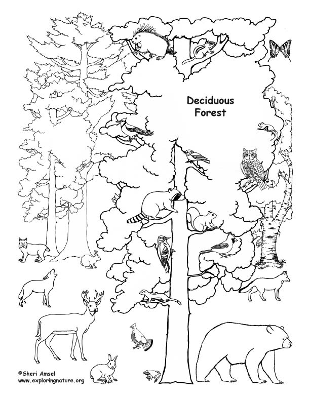 Deciduous forest with animals coloring page
