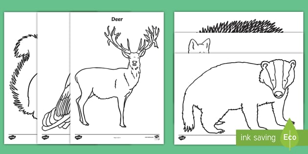 Printable pictures of forest animals louring in activity