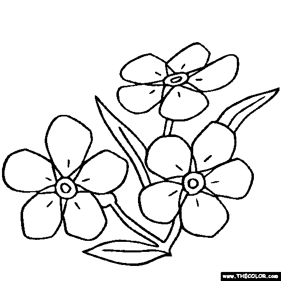 Forget me not flower myosotis online coloring page flower coloring pages online coloring pages flower drawing