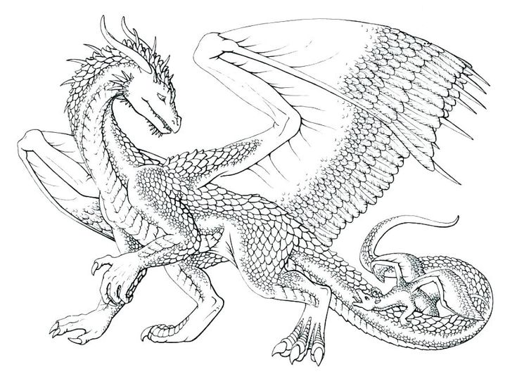 Dragon coloring pages for adults