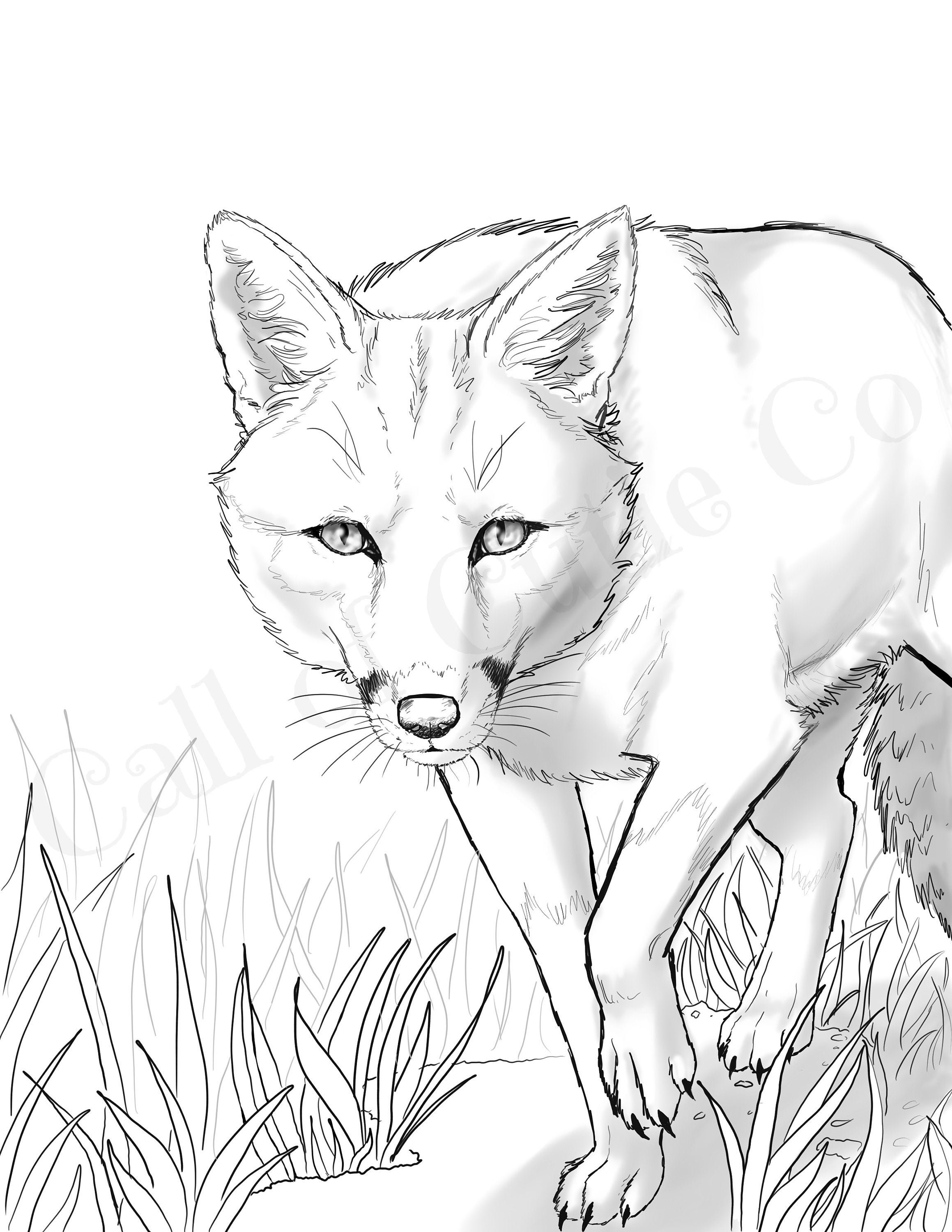 Red fox color pagesfox color sheetsdigital animal color pages