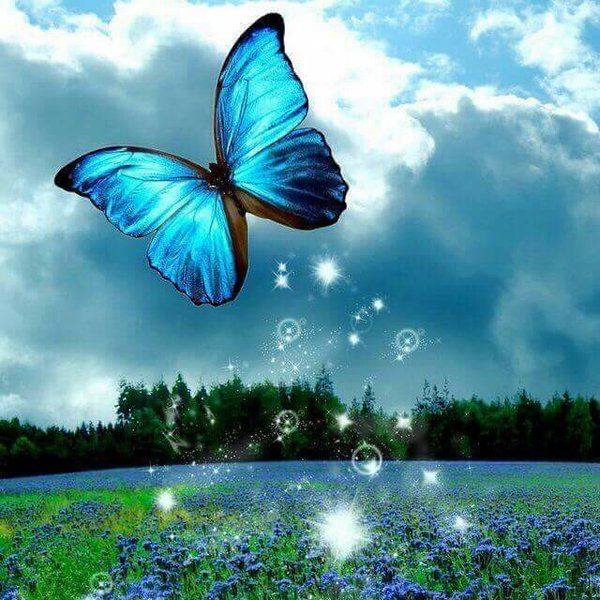 Download Free 100 + free 3d wallpapers butterfly Wallpapers