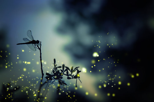 Download free dragonfly screensavers and wallpaper Bhmpics