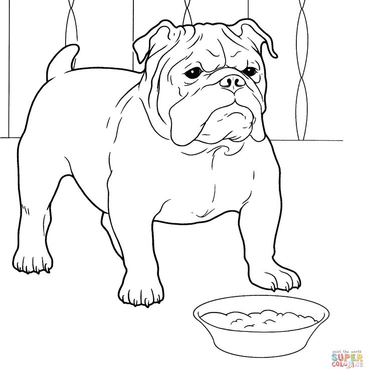 French bulldog dog coloring page puppy coloring pages french bulldog drawing