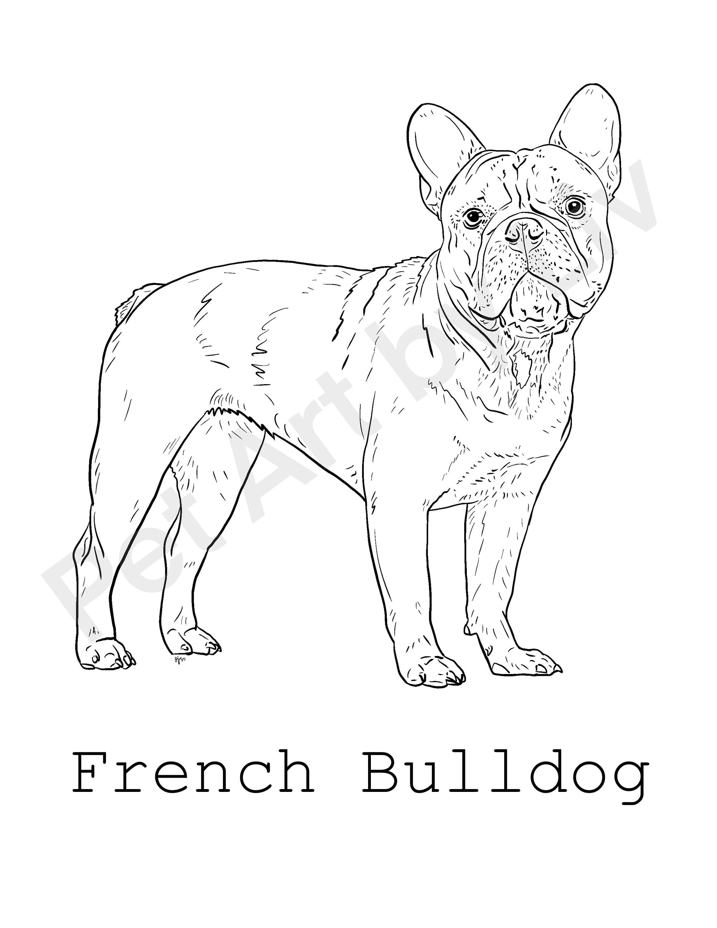 French bulldog coloring page