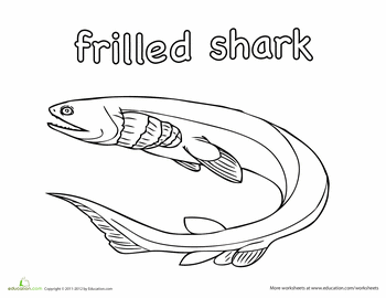 Frilled shark coloring page education frilled shark shark coloring pages shark